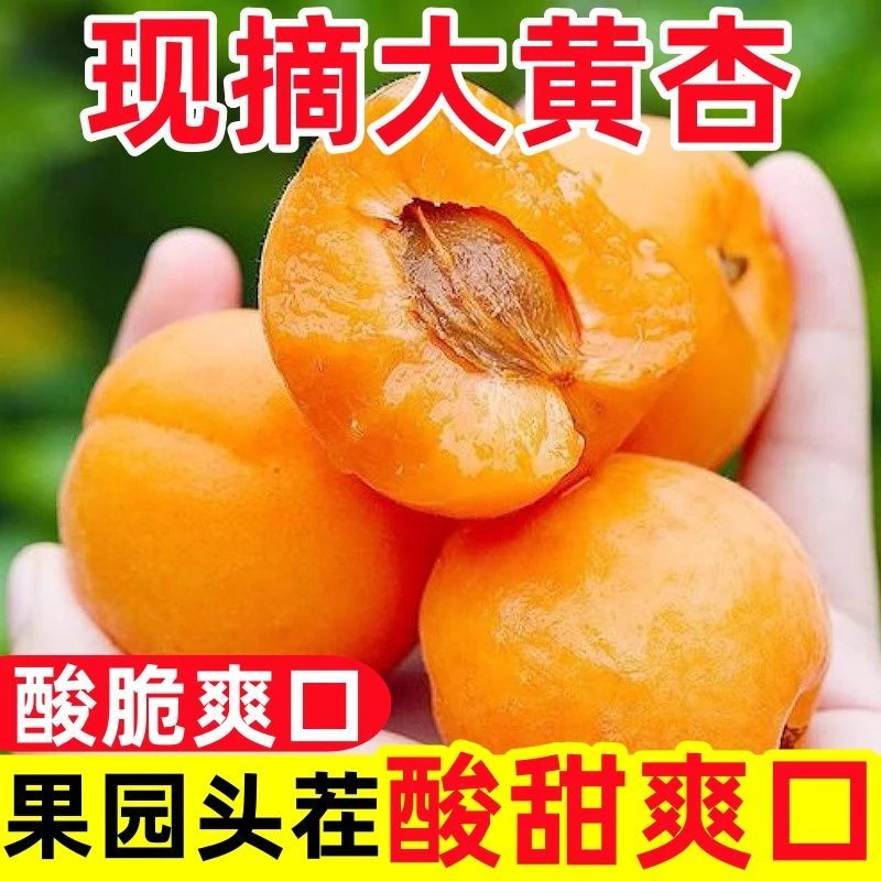 2025年大黄杏金太阳酸脆爽口应季孕妇水果
