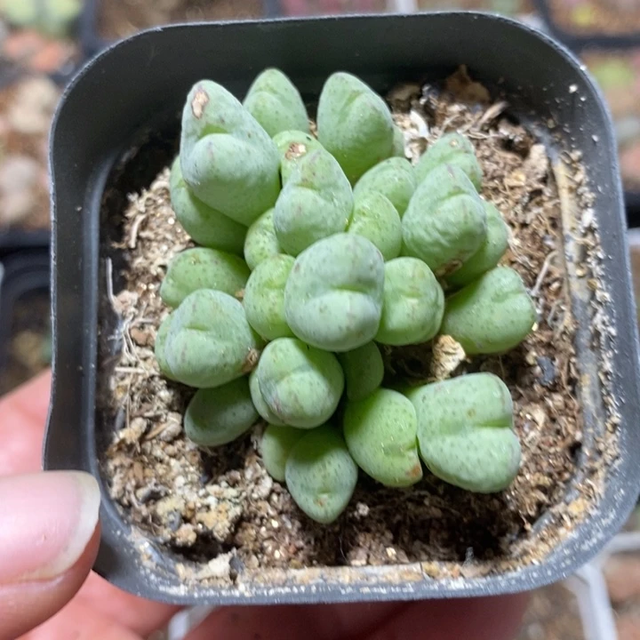 捧花口迪32头特价