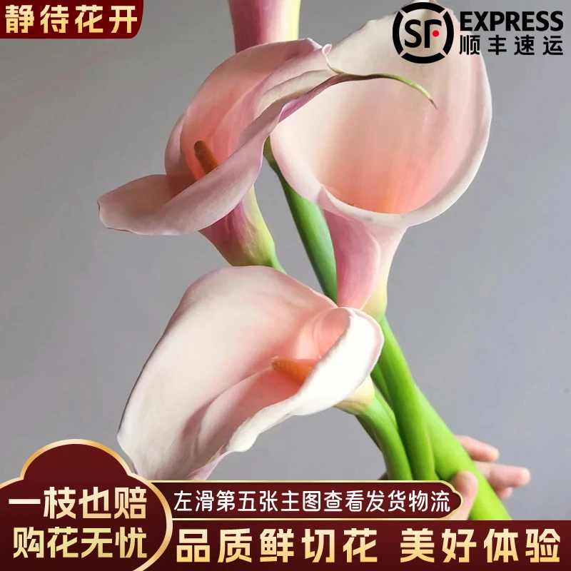 【静待花开】火烈鸟-落地马蹄莲 云南鲜花斗南花卉顺丰包邮高品质