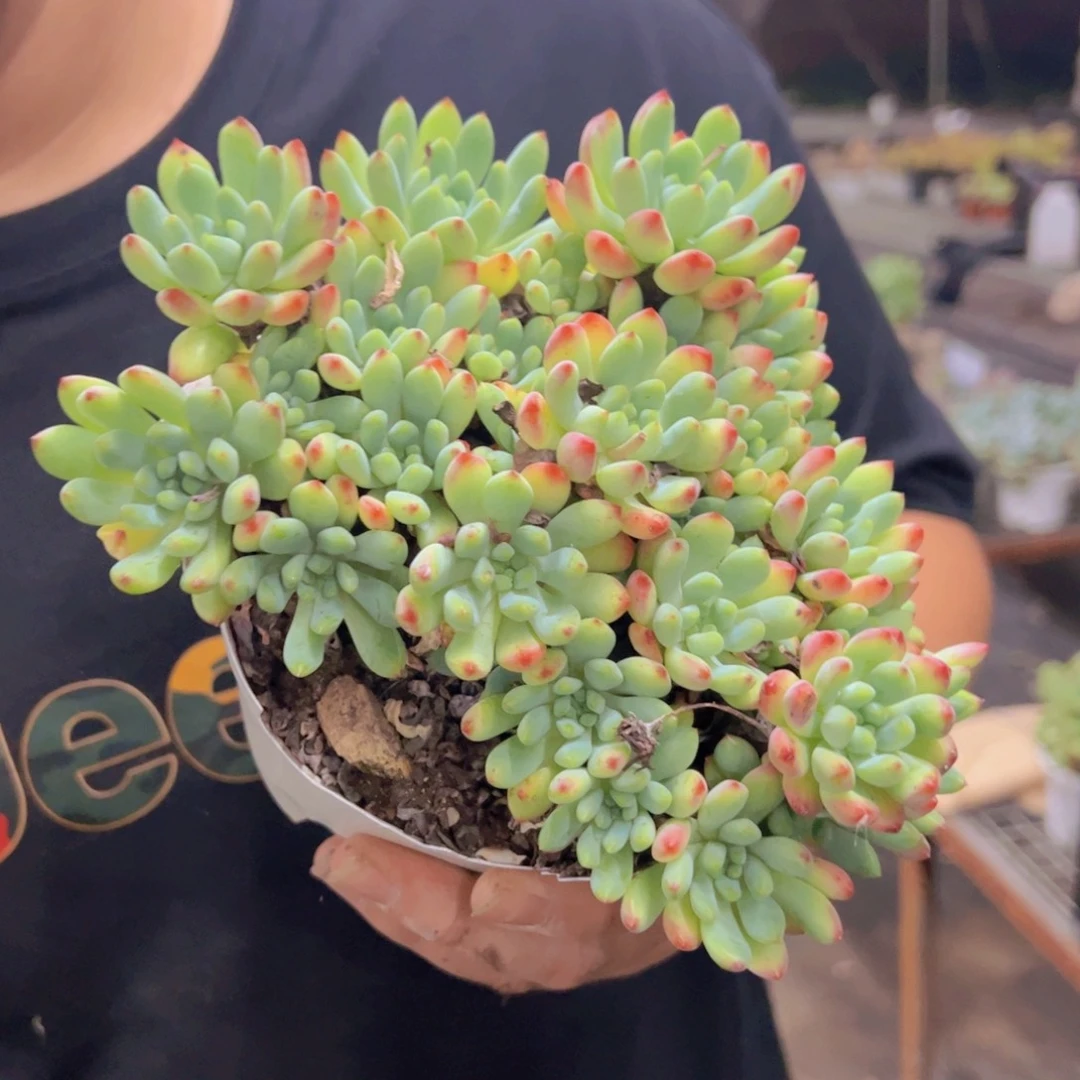 蓝苹果整装整群老桩