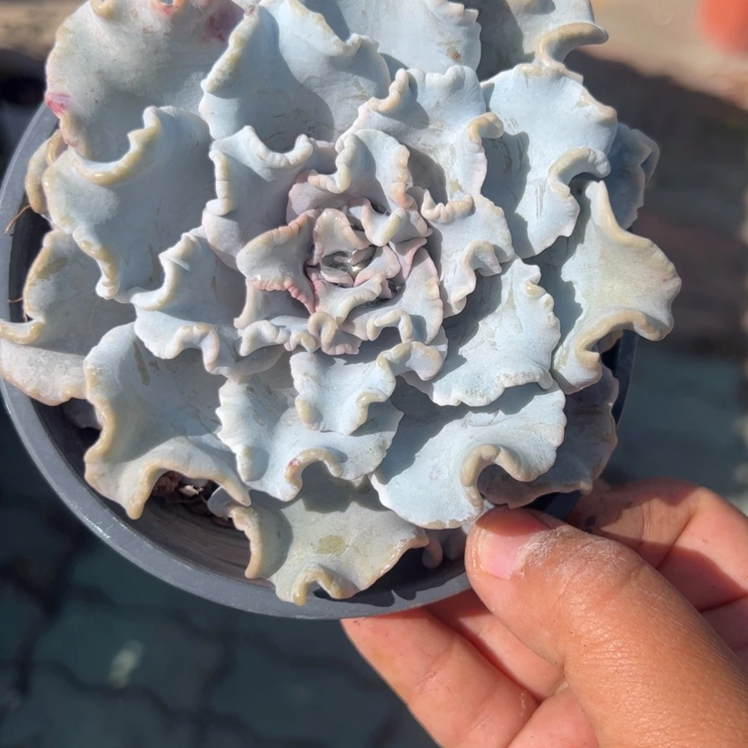 单头芭蕾舞者多肉植物
