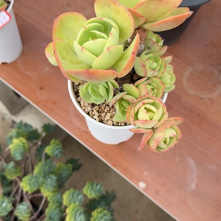 落***尘鸡蛋碧桃多肉植物