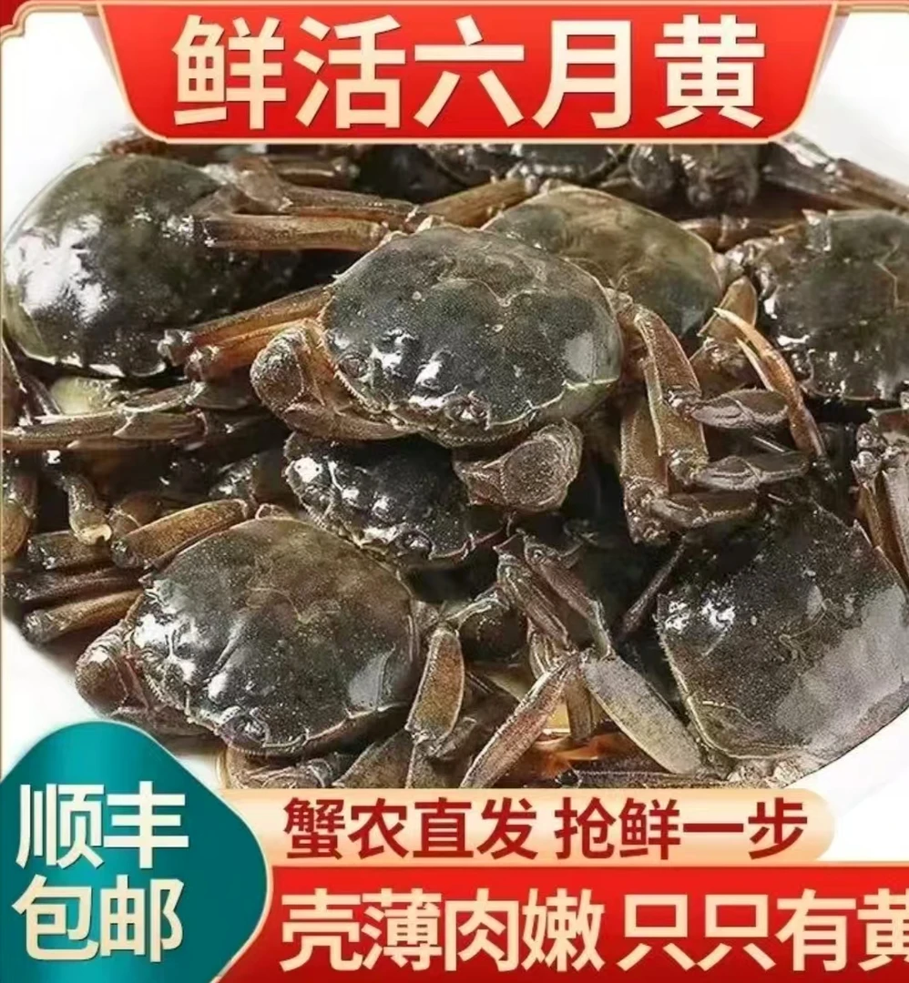 新鲜焦岗湖湖韵六月黄螃蟹 1-1.3两18只新人送两只路损到手20只
