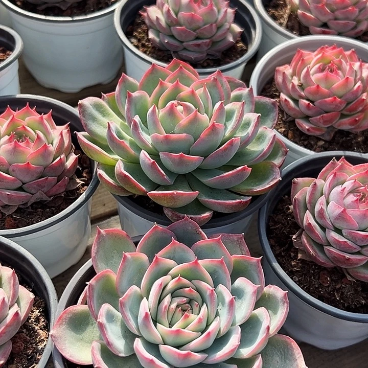 大单头        法兰西玫瑰