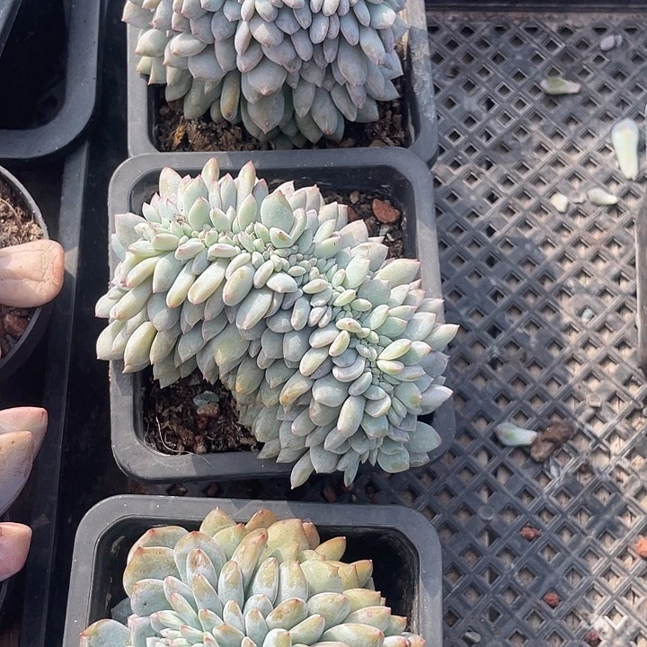 石榴子星影缀化有切99