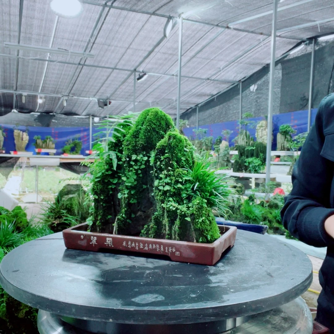 兵***哥当前无花栽培后可以开花