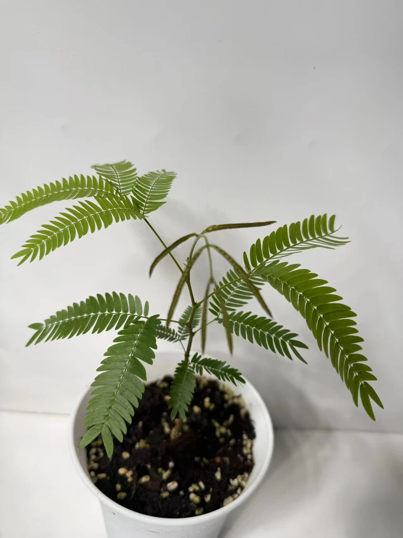 精品中小规格密叶猴耳环绿植盆栽室内绿植热植红鳞蕨修仙