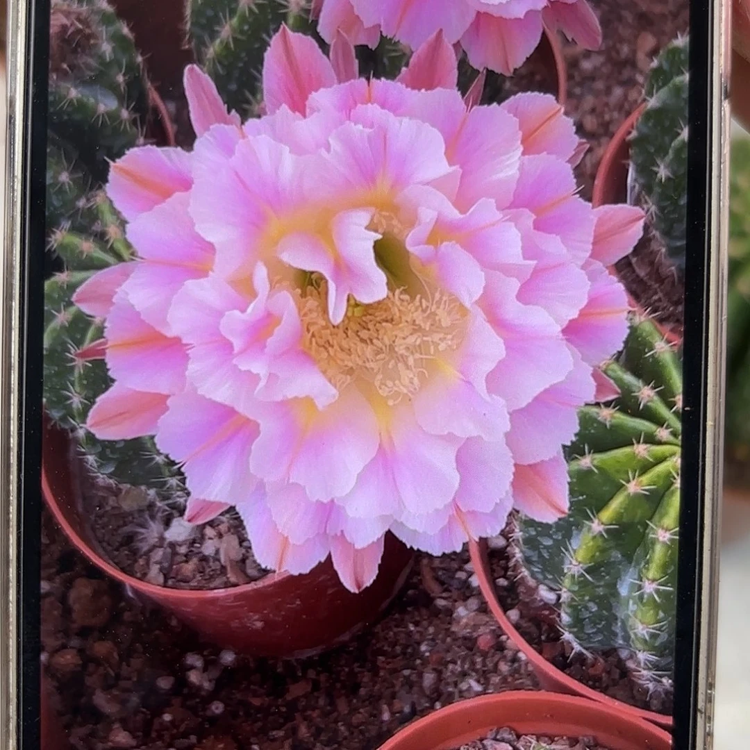 彩草紫霞仙子8公分左右微瑕