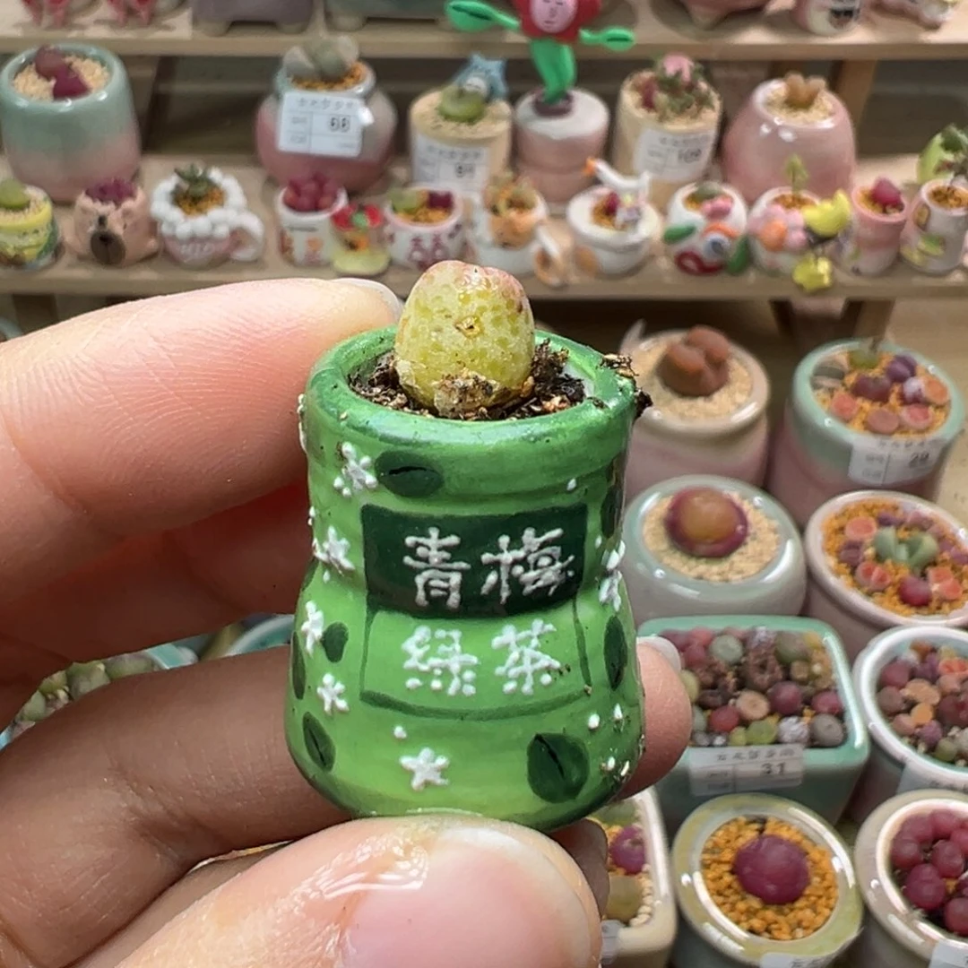 兔*子多肉植物113号拇指盆