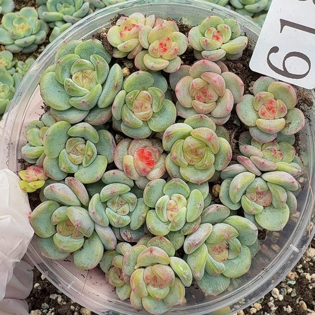 多肉植物多肉植物618
