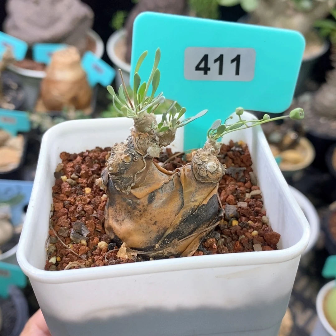 产地开普敦厚炖菊