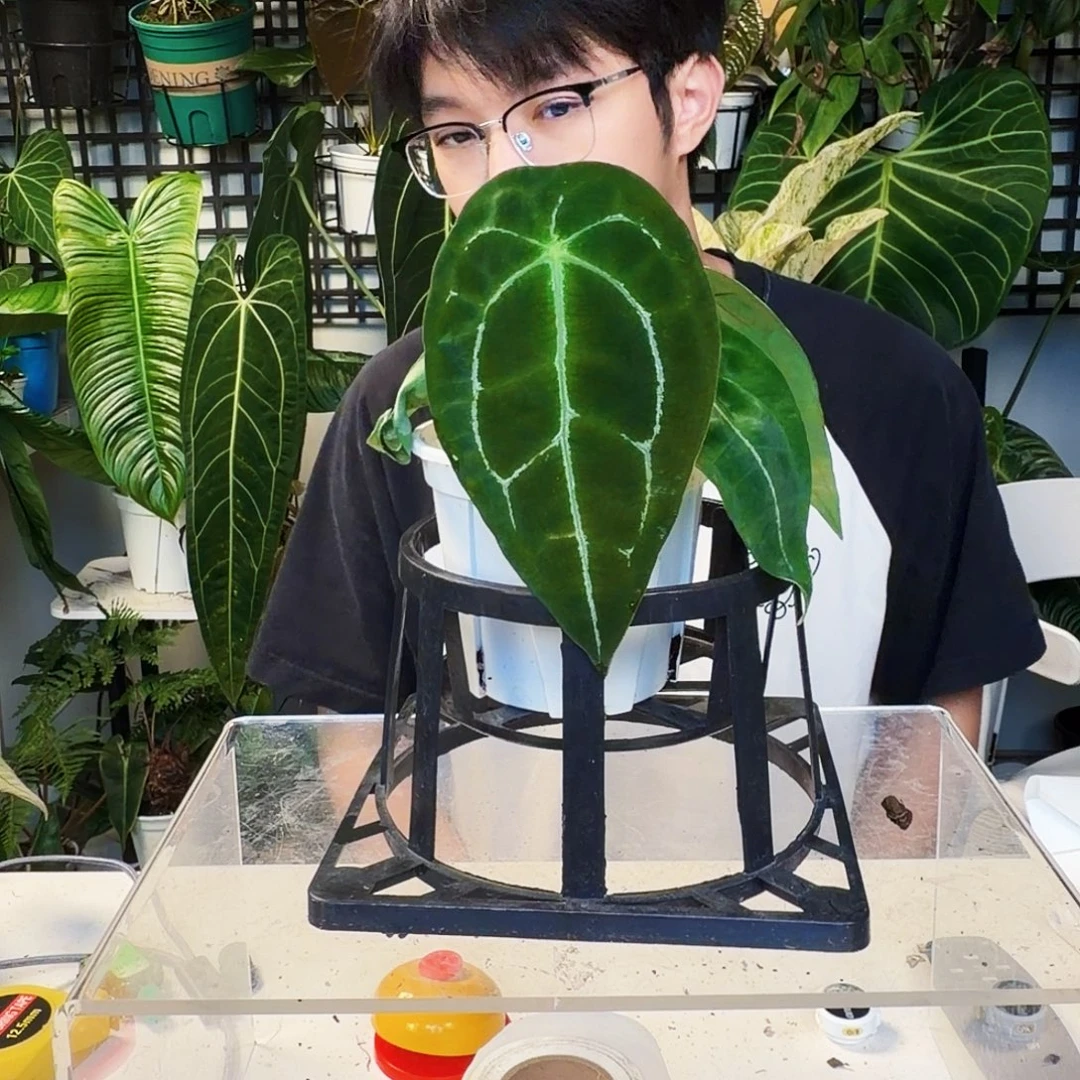 不开花植物E164水晶盾