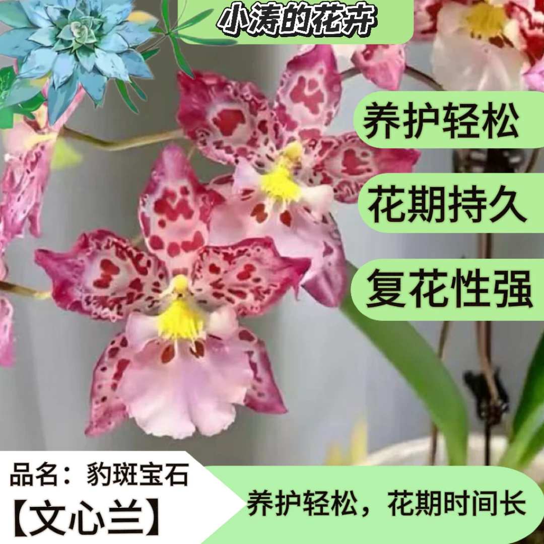 文心兰《豹斑紫宝石》盆栽花卉可室内种植美观又别致