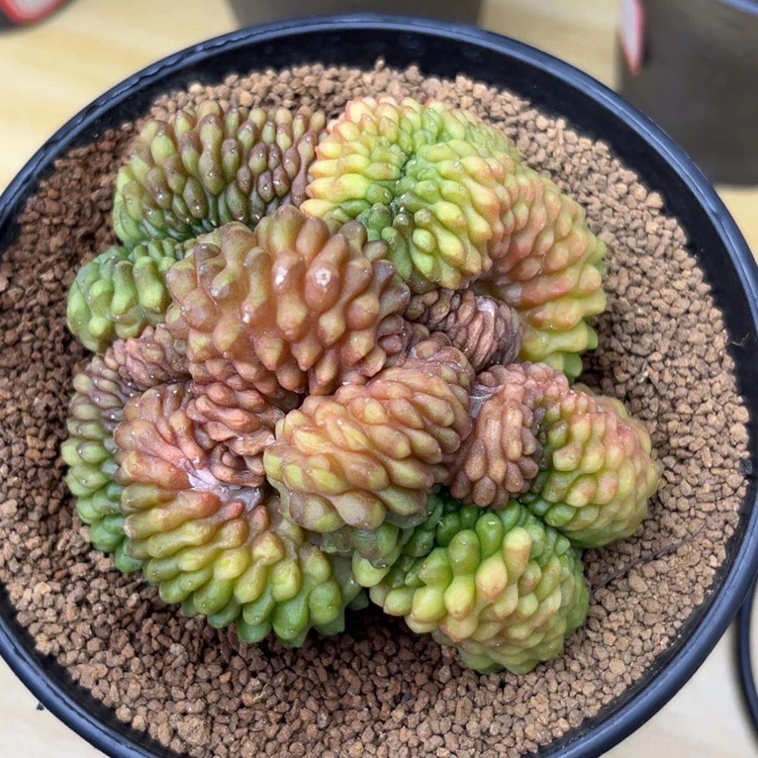 泰系实生貘缀，带盆土发货