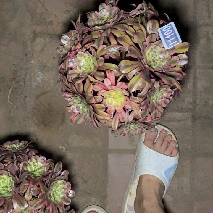 11100号琥珀法师