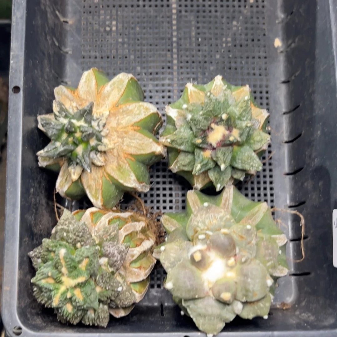 134 仙人球的比赛将