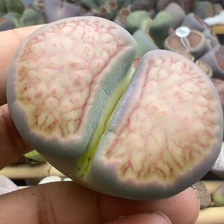 5029巨型菊福利清111111