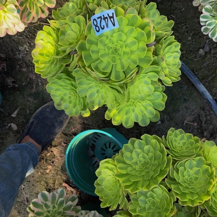 雨荷花30-2包邮花花