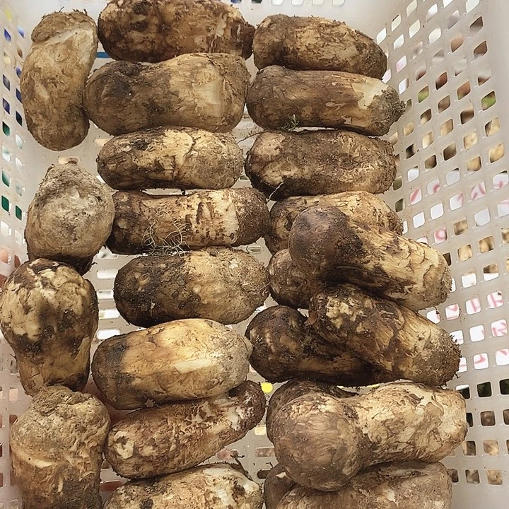 一物一拍 精品5-7 500克中国大陆