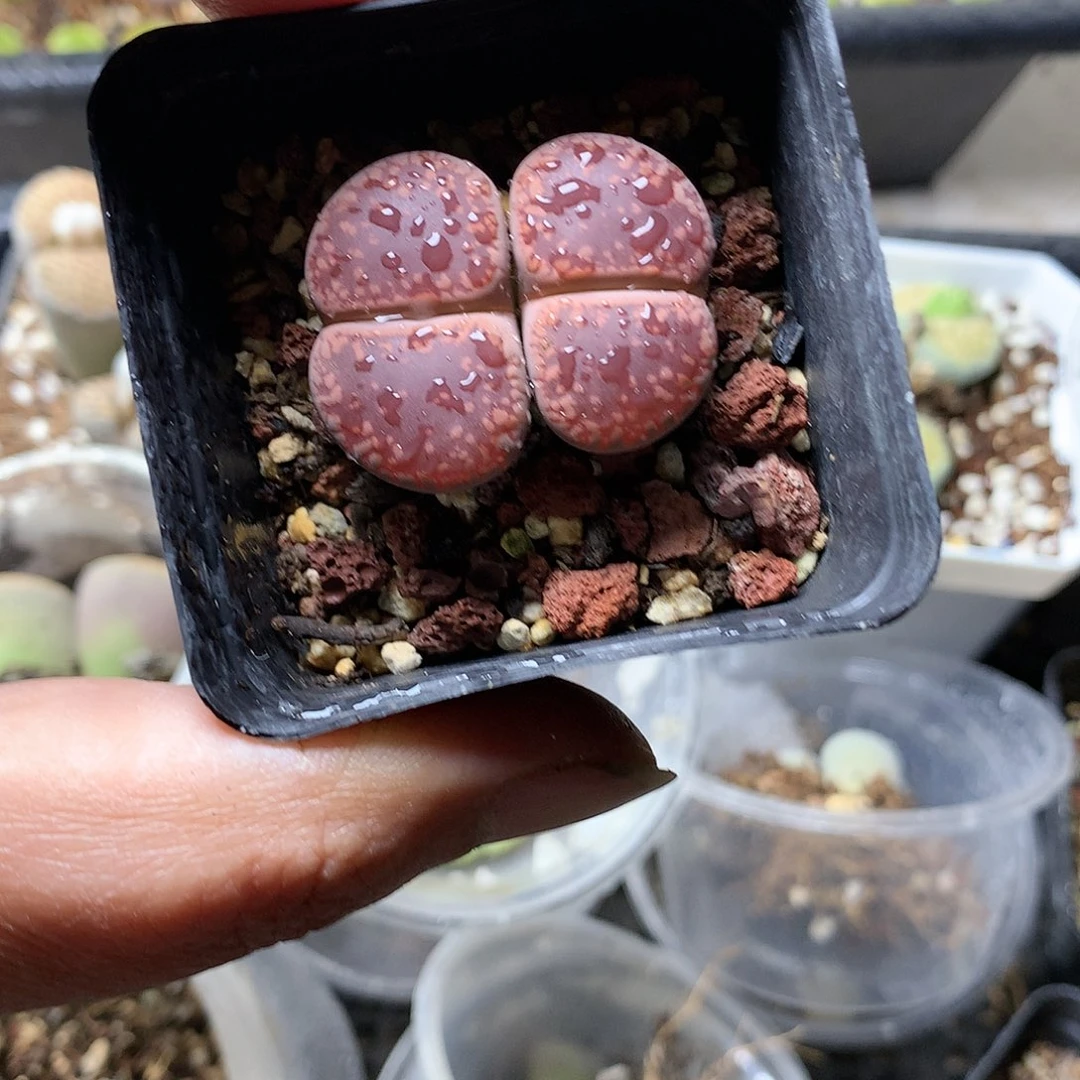 K151多肉植物保护