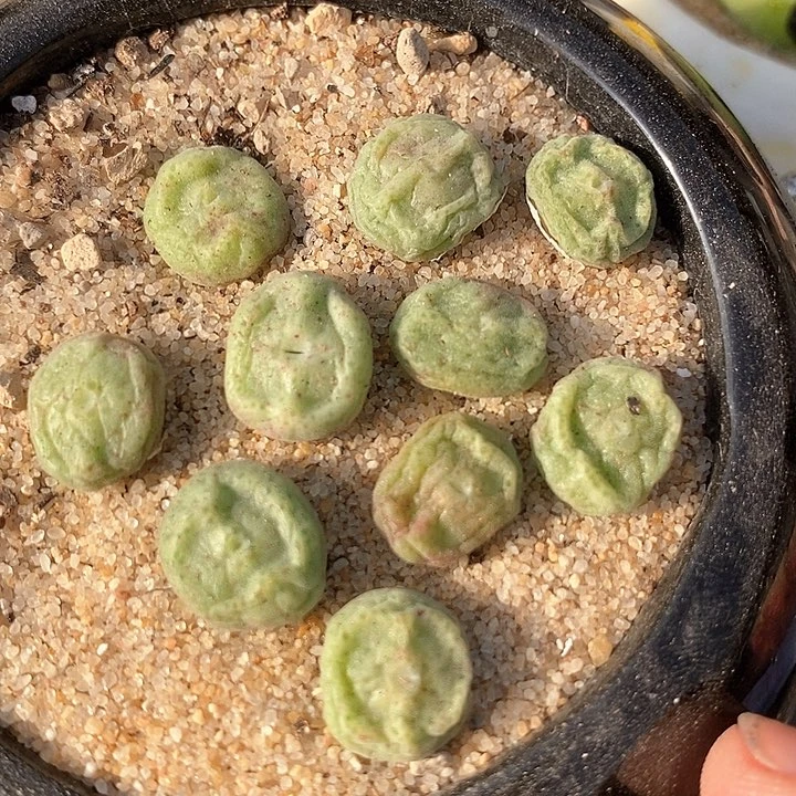 绿豆糕一颗