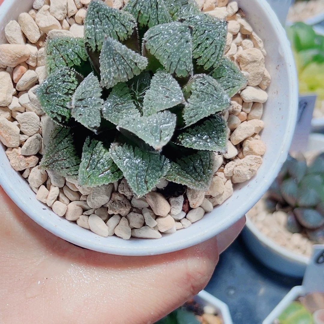 具味城多肉植物6666