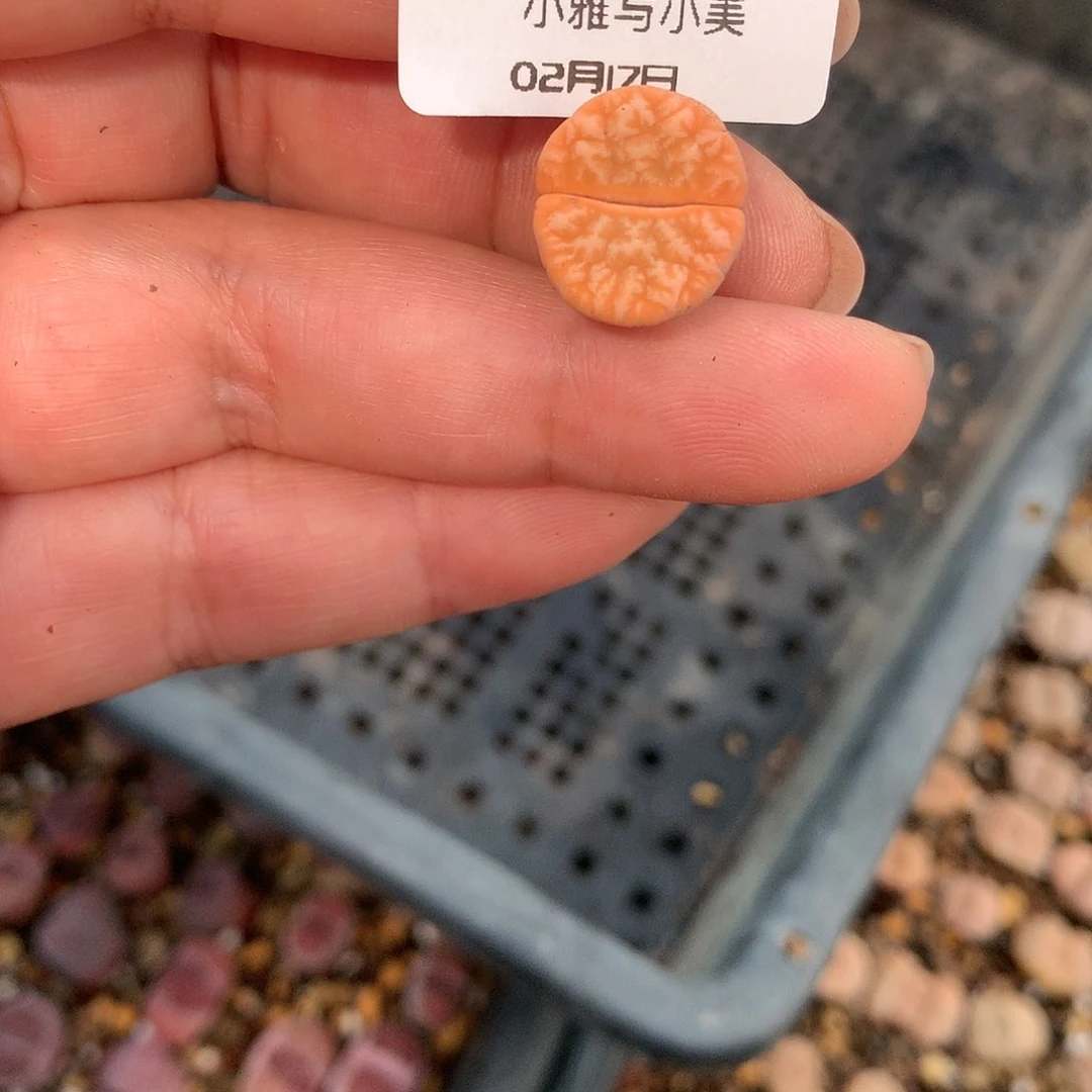 一*W232多肉植物保护研究所