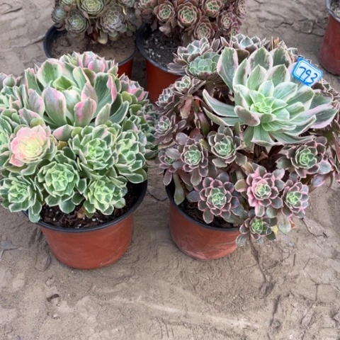 793多肉植物组合，