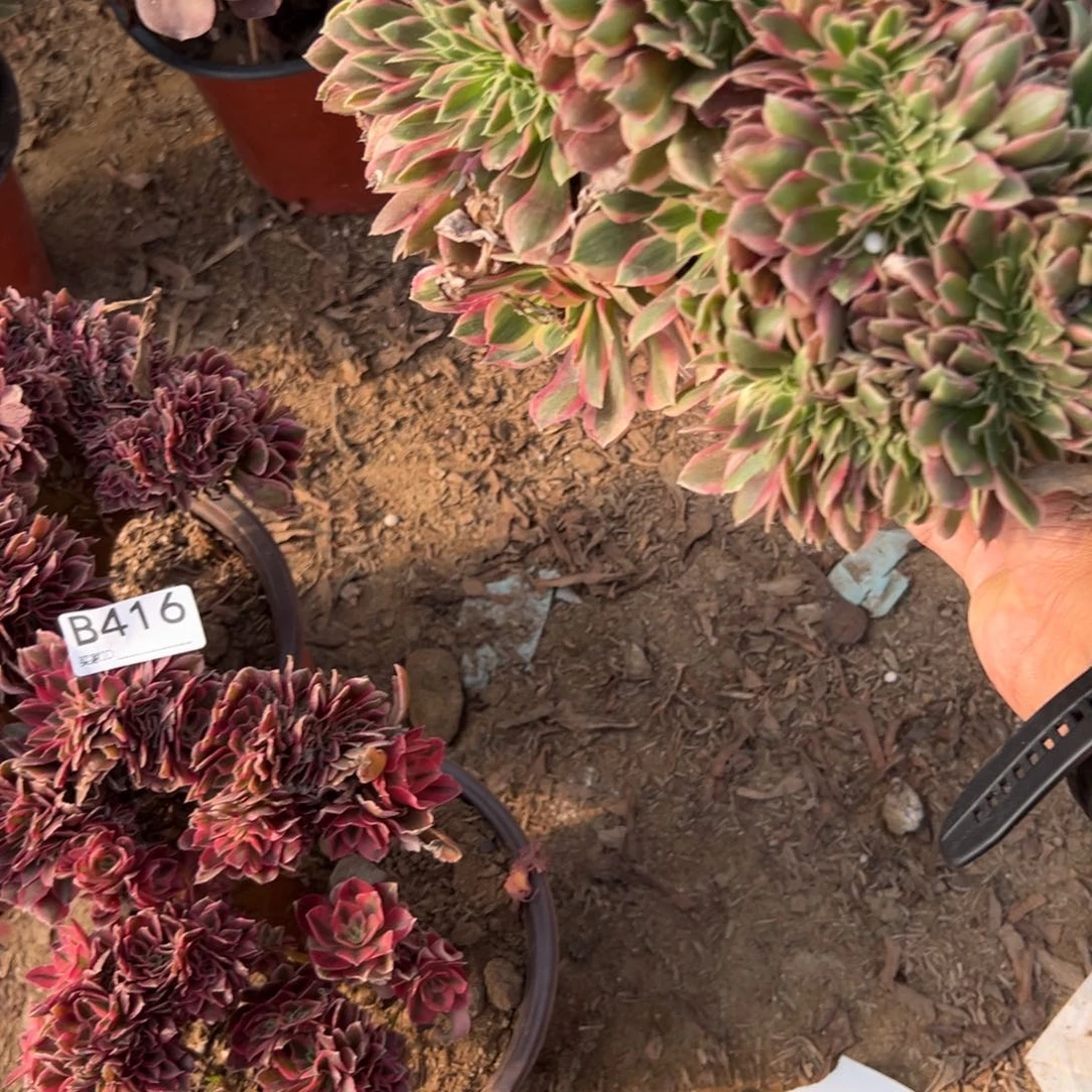 416三颗组合多肉植物法师