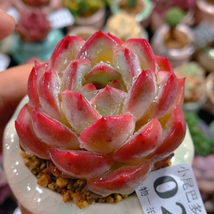 AZ小尾巴5CM迷你拇指盆栽021