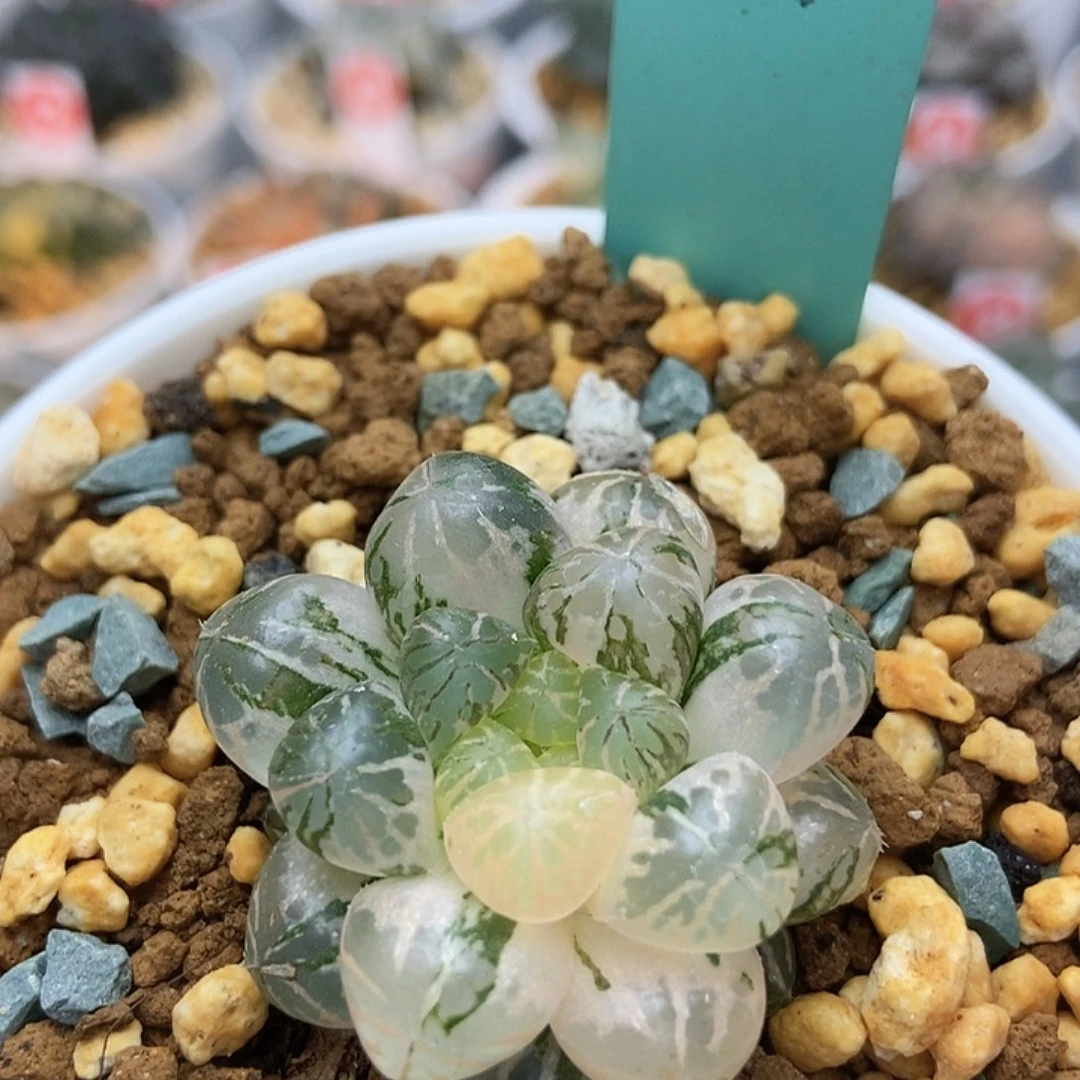 塑料皮锦114111111111