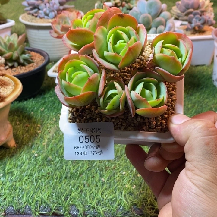 0505啊啊啊啊啊啊啊啊啊