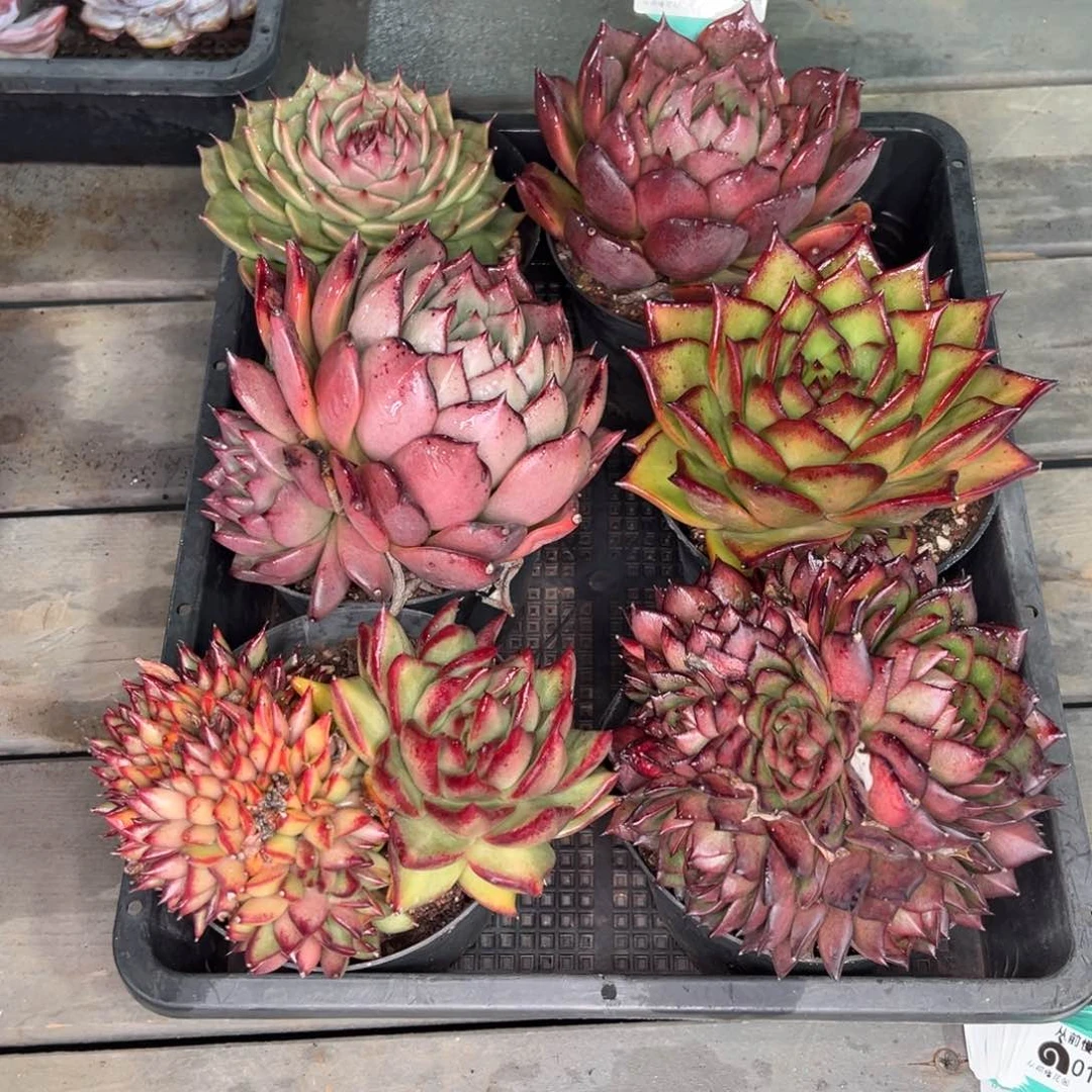 从前慢多肉精选编号0122.164