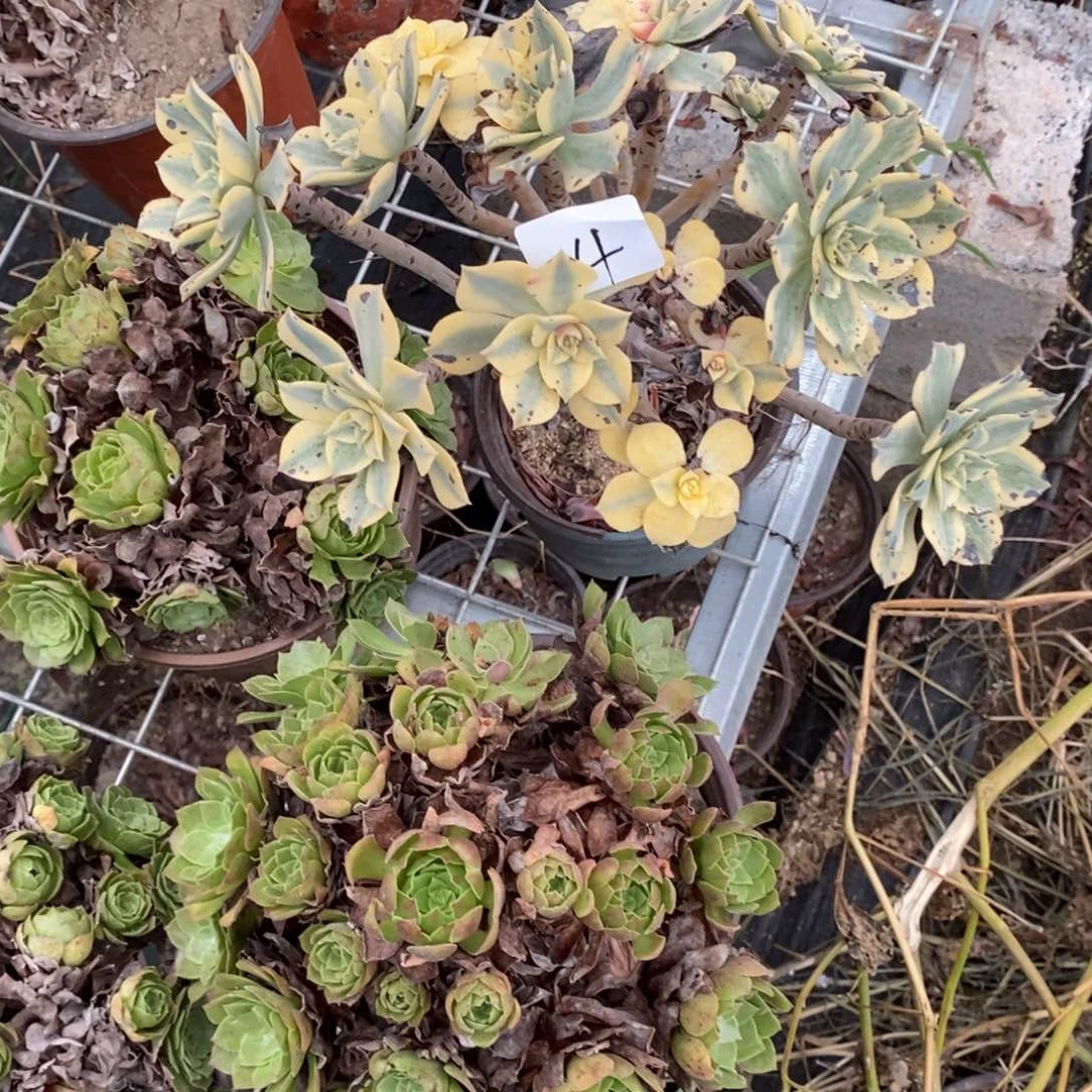 多肉植物组合拼盘4