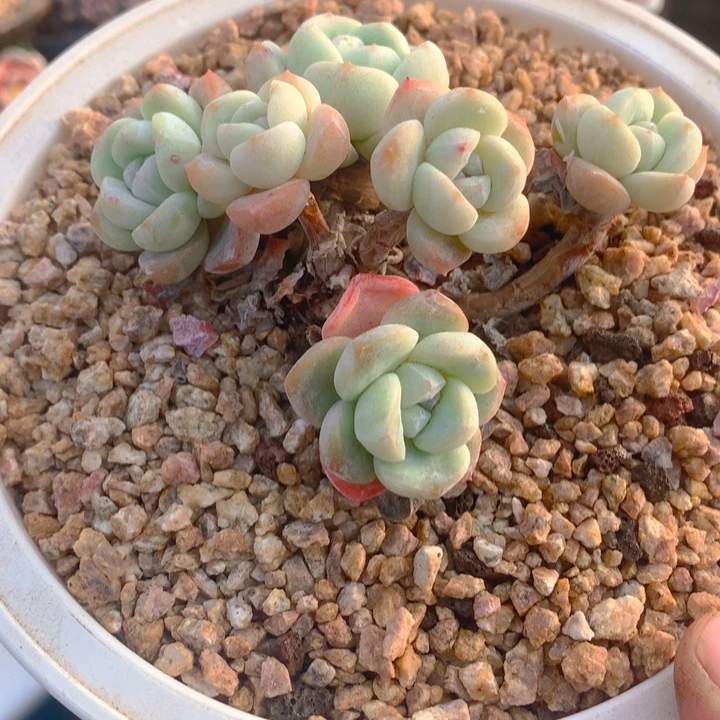 旋***马多肉乐园精品冰玉