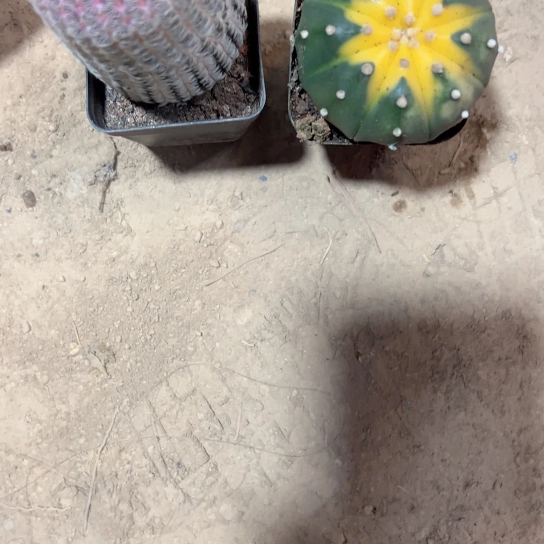 要***噢哈哈哈哈哈哈哈哈哈哈