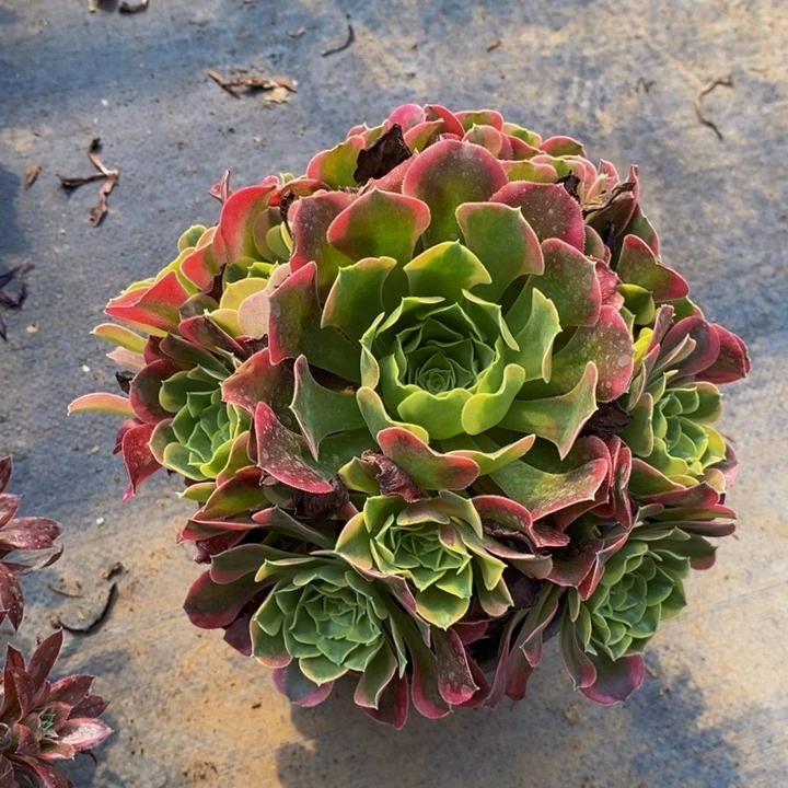 特斯拉手捧花1111