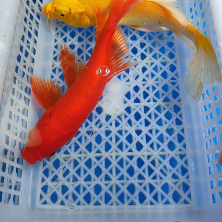 锦鲤一黄一红14-17