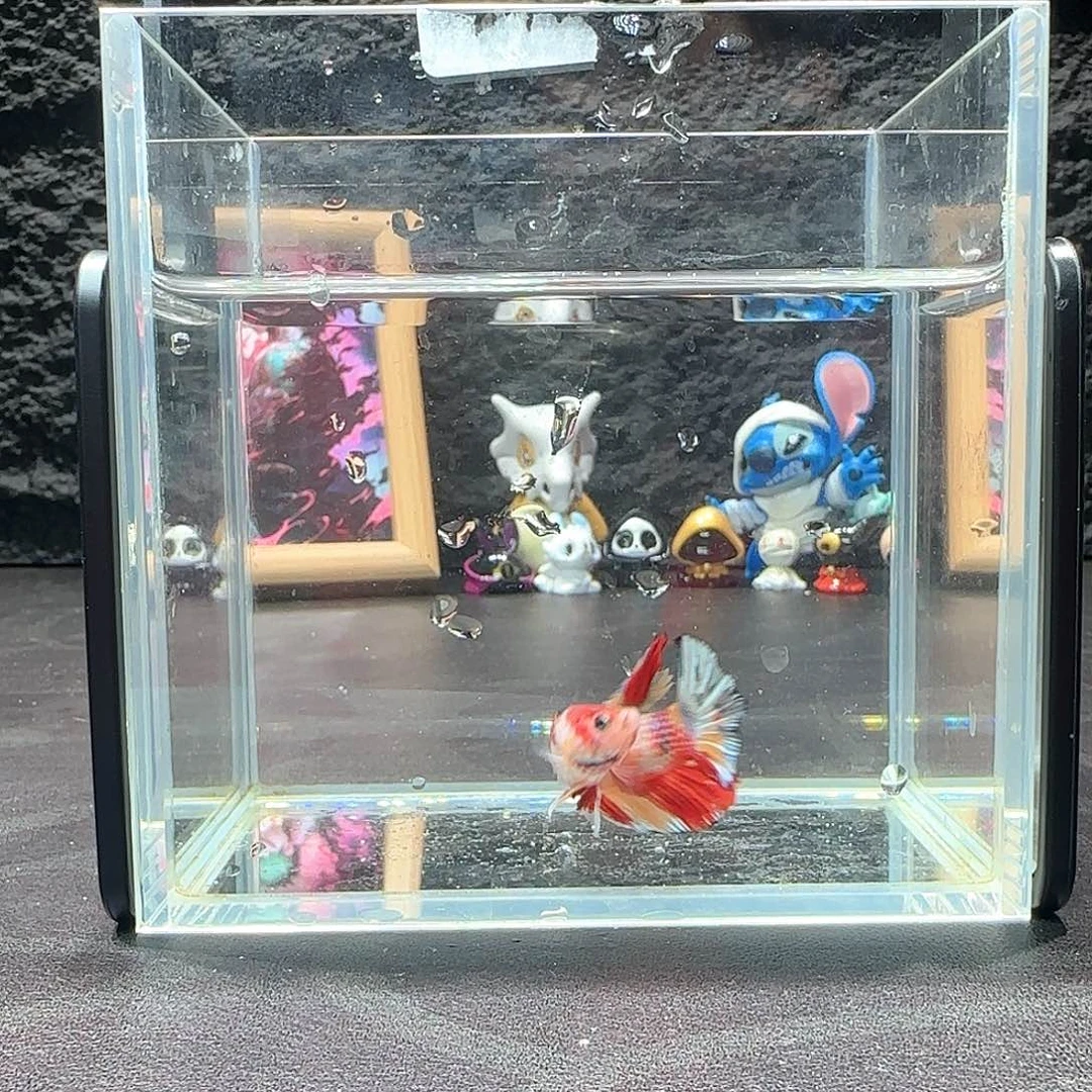 斗鱼十二月二十七号