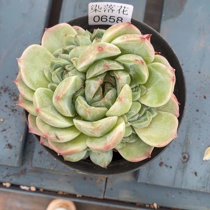 S***?精品多肉植物0658