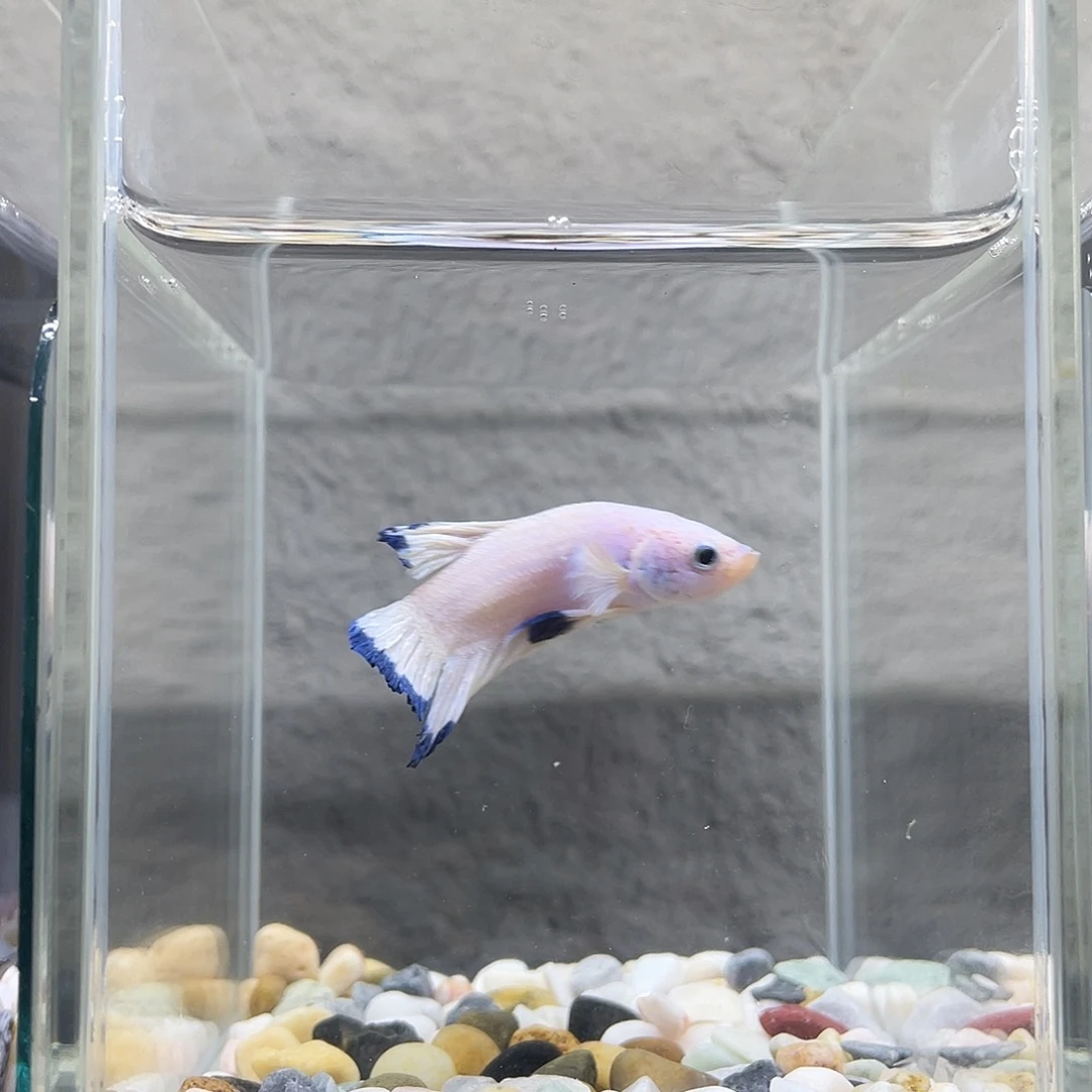 斗鱼星宸斗鱼直播竞拍8月26