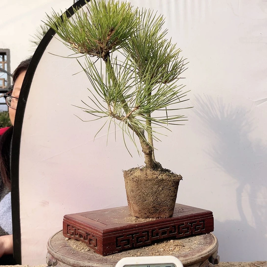 ?***墩高端盆栽黑松