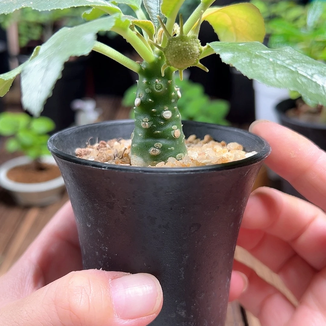 白皮琉桑带盆包邮