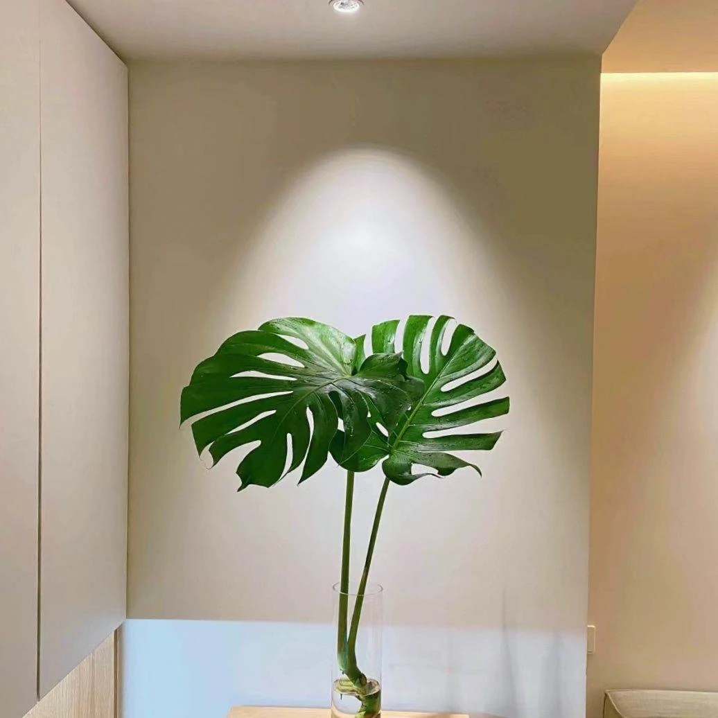 大型开背老桩大叶绿植水培水养龟背竹室内客厅净化空气桌面落地式