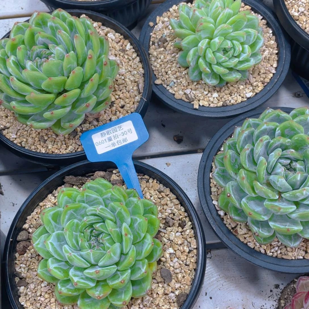 0601-30-雪花珍妮大单头一颗