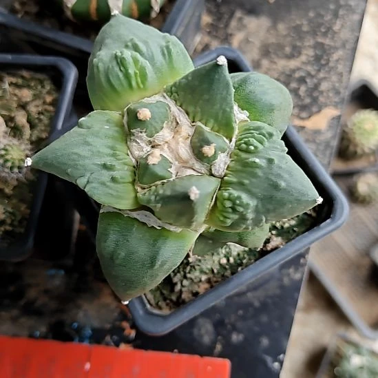 草球苗接怒涛牡丹