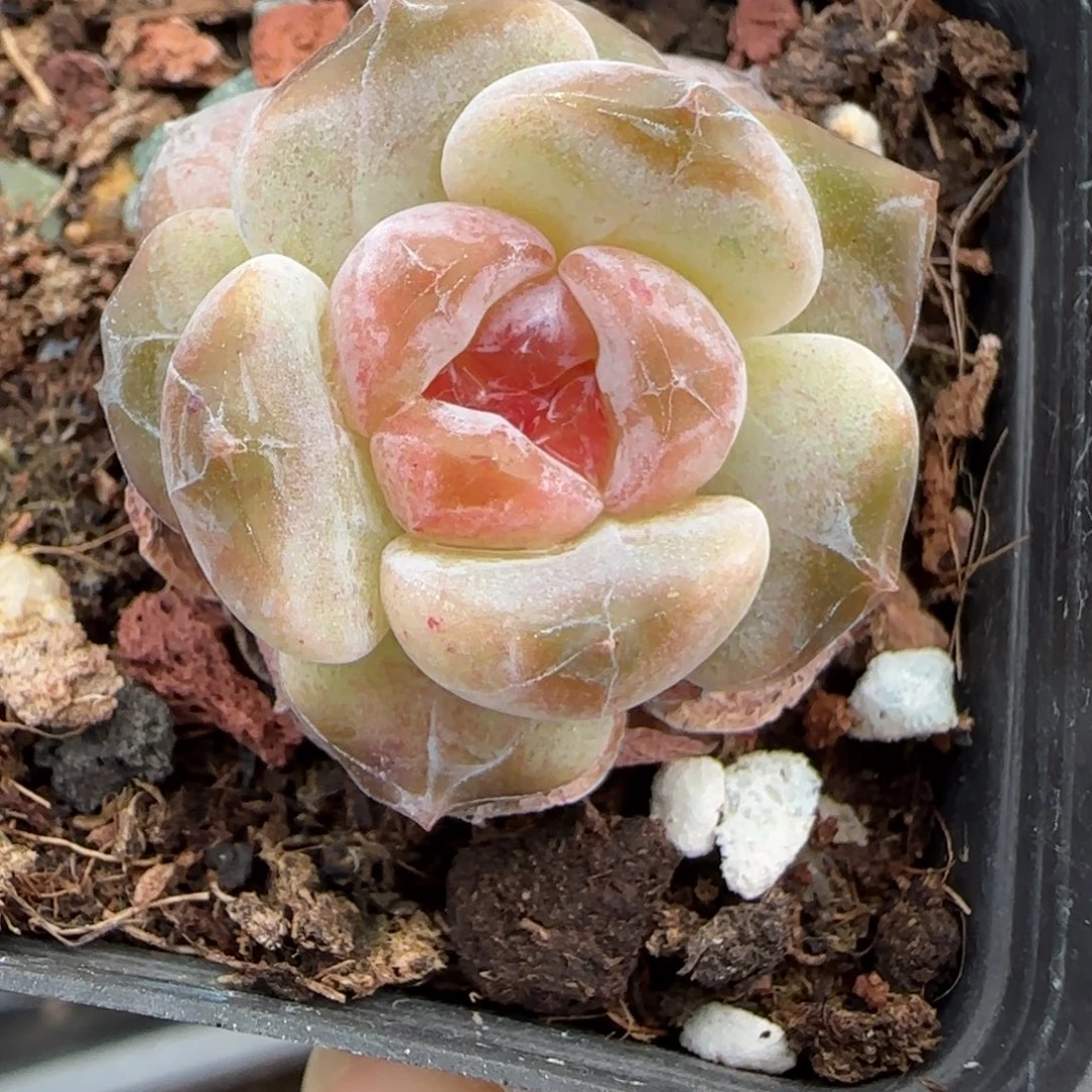 小卡拉米糖心一物一拍