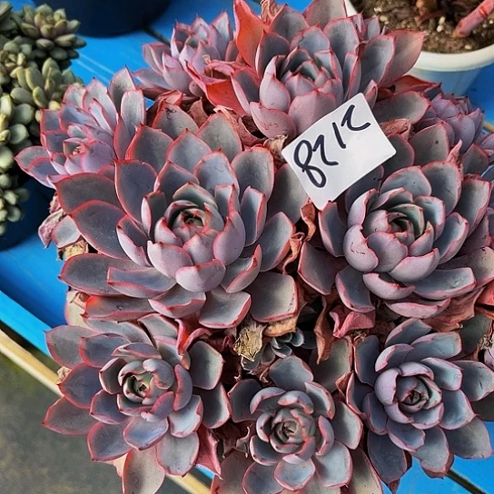 爱**人鹤仕群生2128