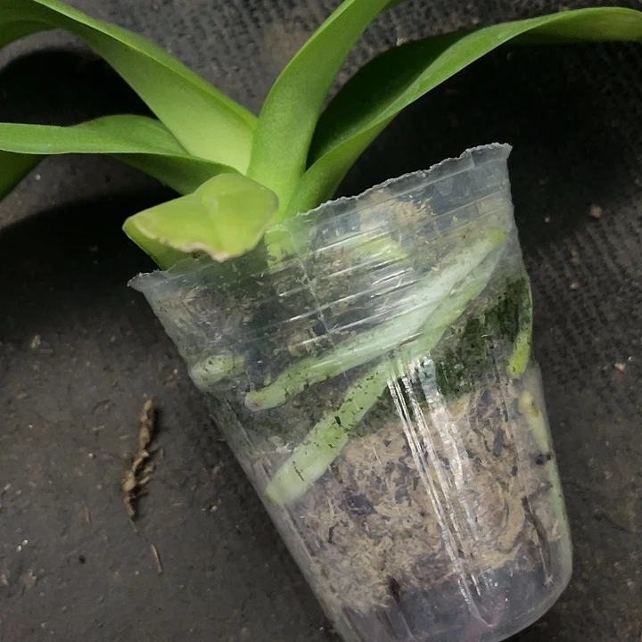 当前无花栽培后可以开花紫娃娃2.8