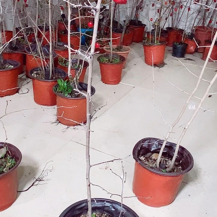 阿***斌无花朵哈哈哈哈哈